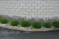 Blue, white lavender near a concrete panel wall, a fence made of cement boards. lavender cut into a sphere. mulch made of white li Royalty Free Stock Photo