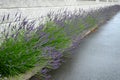 Blue, white lavender near a concrete panel wall, a fence made of cement boards. lavender cut into a sphere. mulch made of white li Royalty Free Stock Photo