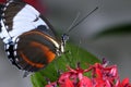 Blue and white longwing heliconius cydno Royalty Free Stock Photo