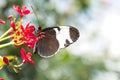 Blue and White Longwing, Heliconius cydno, butterfly and red flowers Royalty Free Stock Photo