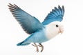Blue and white lovebird flying with wings fully spread Royalty Free Stock Photo