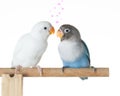 Blue and white lovebird standing and flirting on the perch Royalty Free Stock Photo