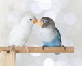 Blue and white lovebird standing on the perch on blurred bokeh background Royalty Free Stock Photo