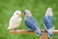 Blue and white lovebird standing on the perch Royalty Free Stock Photo