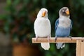 Blue and white lovebird standing on the perch on blurred garden background Royalty Free Stock Photo