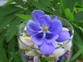 Blue and white lupine flowers and blue aquilegia in a glass