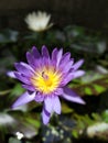 Blue and White Nil Manel flowers in pond