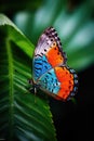 Blue, white, orange and black butterfly perched on leaf, created using generative ai technology Royalty Free Stock Photo