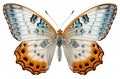 Blue white orange butterfly with spread wings cut out on a white background. Generative AI illustration Royalty Free Stock Photo