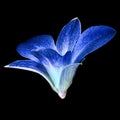 Blue white orchid flower isolated black background. Flower bud close-up. Royalty Free Stock Photo