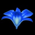 Blue white orchid flower isolated black background. Flower bud close-up. Royalty Free Stock Photo