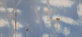 blue and white paint on rusty metal surface, dirty metal background, metal textured Royalty Free Stock Photo