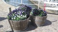 Blue and white pansies on quay in Danish market town Royalty Free Stock Photo