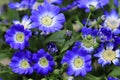 Blue- white Pericallis Senetti flowers Royalty Free Stock Photo