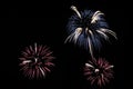 Blue, white and pink fireworks on dark background Royalty Free Stock Photo