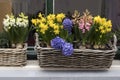 The Blue, white and pink hyacinths with yellow daffodils in wicker baskets adorn the window in Amsterdam in Holland