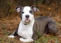 Blue and white pitbull puppy dog Royalty Free Stock Photo