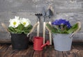 Blue and white primroses in metal pots and a watering can on a wooden table top