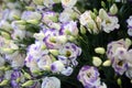 Blue white purple bunch of Eustoma Rosita Rose