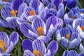 Blue White Purple Crocuses Blossoms Blooming Macro Washington Royalty Free Stock Photo