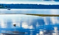 Blue White Reflection Speedboat Lake Sammamish State Park Issaquah Washington Royalty Free Stock Photo