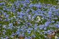 Blue and white scillas produce a wave of springtime colour