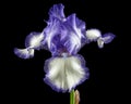 Blue white striped flower of iris, isolated on black background Royalty Free Stock Photo