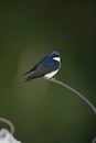 Blue-and-white swallow, Notiochelidon cyanoleuca,