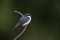 Blue-and-white swallow, Notiochelidon cyanoleuca,