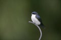 Blue-and-white swallow, Notiochelidon cyanoleuca,