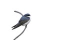 Blue-and-white swallow, Notiochelidon cyanoleuca,