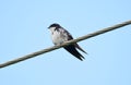 Blue-and-White Swallow Notiochelidon cyanoleuca on a wire Royalty Free Stock Photo