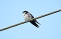 Blue-and-White Swallow Notiochelidon cyanoleuca on a wire