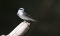 Blue-and-white Swallow, Pygochelidon cyanoleuca
