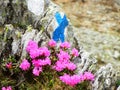 Tourist mark on a rock in the mountains surrounded by pink flowers