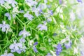 Blue and white Trailing Lobelia Sapphire flowers or Edging Lobelia, Garden Lobelia. Royalty Free Stock Photo