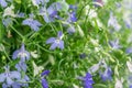 Blue and white Trailing Lobelia Sapphire flowers or Edging Lobelia, Garden Lobelia. Royalty Free Stock Photo