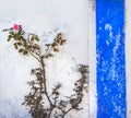 Blue White Wall Pink Rose Obidos Portugal Royalty Free Stock Photo