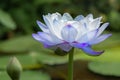 Blue white water lily Nymphaea caerulea Royalty Free Stock Photo