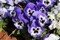 Blue with white and yellow center Wild pansy or Viola tricolor small wild flowers with bright petals densely planted in local