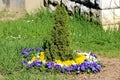 Blue white and yellow Wild pansy or Viola tricolor small wild flowers planted in circle around small evergreen tree in local park Royalty Free Stock Photo