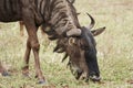 Blue widebeest (gnu) grazing Royalty Free Stock Photo