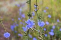 Blue Wild Chicory. Field of wild chicory.