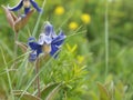 Blue wild clematis flower growing in a meadow in the grass Royalty Free Stock Photo