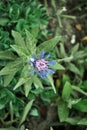 Blue wild cornflower top view on grass background Royalty Free Stock Photo