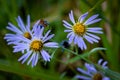 Blue Wild Fall Aster Royalty Free Stock Photo