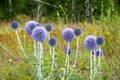 Blue wild flower Echinops on a green meadow. Royalty Free Stock Photo