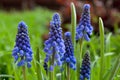 Macro fresh deep blue spring wild flowers