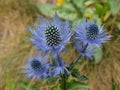 Blue wild flower thistle Royalty Free Stock Photo