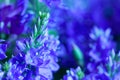 Blue wild flowers Royalty Free Stock Photo